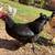 6 Month Hens 2 thumbnail