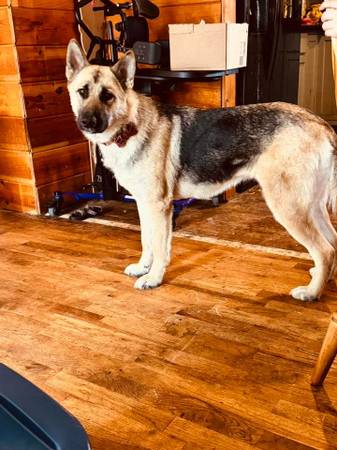 Urgently rehoming German shepherd Husky mix (Tacoma)63853650558209121