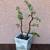 Elephant Bush Bonsai 13 thumbnail