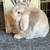 Holland lop baby bunnies 11 thumbnail