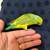 Parrotlet 1 thumbnail