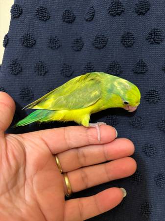 Parrotlet 1