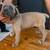 Cane Corso Puppies 8 thumbnail