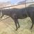 Horse 2 thumbnail
