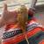 Bearded dragon 2 thumbnail