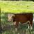 Mini Hereford heifer 1 thumbnail
