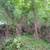 Tree Removal, Tree Trimming, Land Clearing-Virginia Commonwealth Land Management 14 thumbnail