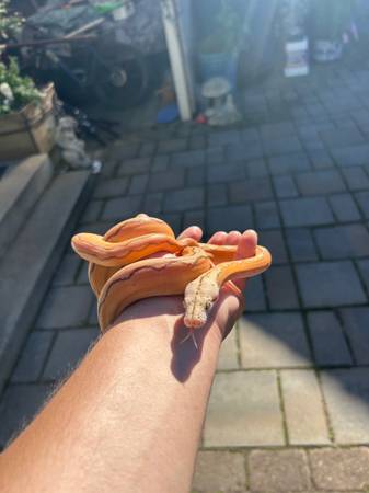 Baby female reticulated python (Half moon bay)63862000797185121