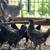 Ameraucanas * Easter Olive Eggers * Rhode Island Reds * Pullets Chicken Layers 21 thumbnail