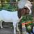 BOER GOAT 5 thumbnail