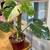 Monstera Thai Constellation 1 thumbnail