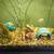 Fish 3 thumbnail