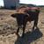 Dexter Highland Bull Calf 4 thumbnail