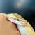 Rare Gene Ball Python Rehomeing– Super Enchi OD Lesser Hypo 5 thumbnail