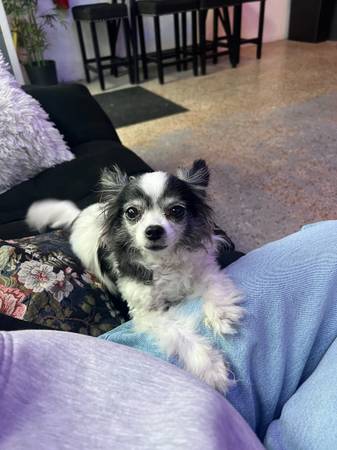Perdido Chi de pelo largo negro y blanco - ORMOND BEACH - Cerca de Seabreeze High (Ormond Beachside)63846014612995121