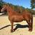 Sorrel Morgan gelding 2 thumbnail
