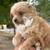 Small pomapoo 2 thumbnail