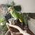 parrot ‏ 3 thumbnail