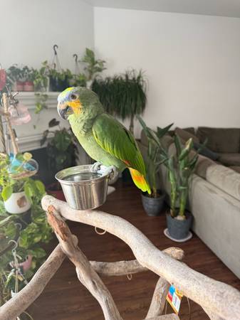 loro (Taylor)551306670334300162