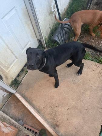 Pit lab mix 1