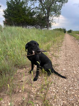 Akc black lab63903228137731120