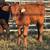 🔥🔥Weaned Calves🔥🔥 6 thumbnail