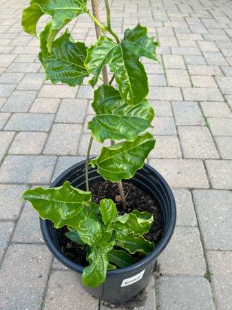 Transplant, Passion Fruit Plant in 1 gal Pot 1