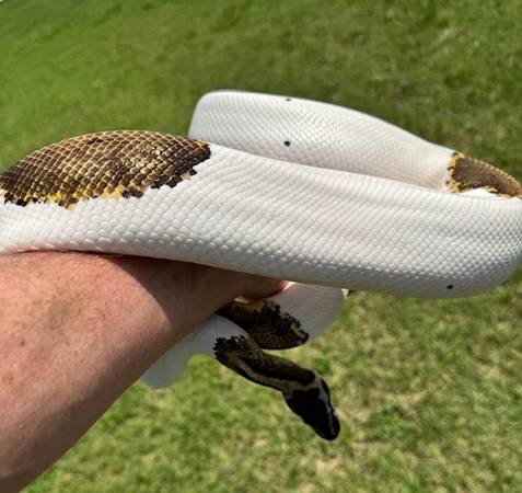 Rehoming Male quot Pied quot Adult Ball - 00e0e 3Gr57ZAZoqY 0ak09K 600x450 