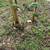 Banana trees 3 thumbnail