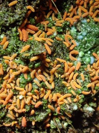 Springtail Food (5 oz) 1