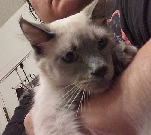 Gato Macho (Harker Heights)63839344654721120