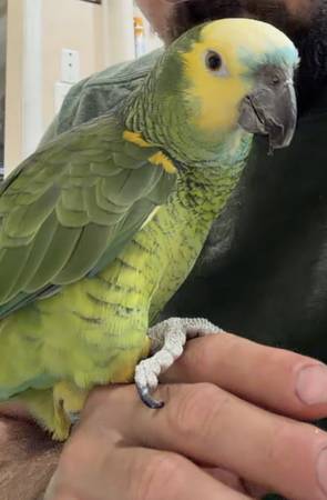 Amazon Parrot 1