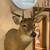 Taxidermy Deer Mount 1 thumbnail