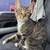 Tabby cat needs forever home asap 7 thumbnail