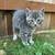 Kittens 3 thumbnail