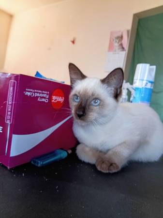 Ready for rehoming (Los Angeles)64036433184898124