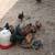 Pullets/chickens 4 thumbnail