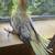 Tamed cockatiel babies 4 thumbnail