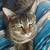 Lost cat 5 thumbnail