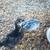4 mo chickens 1 thumbnail