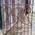 Geometric Wrought Iron Fence Panel with Flower Accents 55" T x 39" W G 5 thumbnail