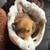 Rehoming yorkipoos 1 thumbnail
