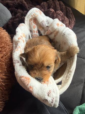 Rehoming yorkipoos 1