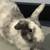 Bunny rabbit rehoming 2 thumbnail