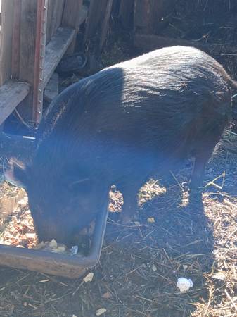 Half Potbelly pig Half wild Boar 1