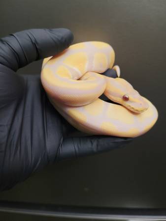 Amazing yearling Albino BP (Flatbush)63850258384513121
