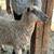 English Longwool sheep heritage breeds fiber Wensleydsle Teeswater Leicester ewe 9 thumbnail