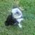 Male pug 1 thumbnail