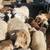 Dorper sheep 9 thumbnail