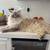 Lost cat 7 thumbnail